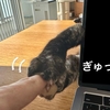 連休明けのねこねこお仕事現場。
