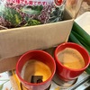 猫草の種を蒔く：先住ネコは大好き猫草、保護猫はチュールくれ！アピールにハムハムするだけ