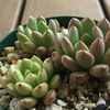 『ピンクルルビー』の成長記録【多肉植物】