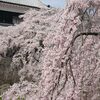 上田城枝垂桜