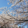 桜を見に、清水公園へ。