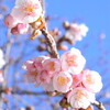 寒桜と福寿草