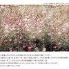 色鉛筆で描く花の世界　吉村芳生展