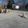Considering Dog Obedience Training in Marlton, South Jersey
