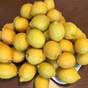 レモン味が大好き！ なんだけど…