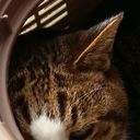 猫轍守衛の偽業務日報