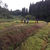 田んぼとカブ