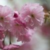 公園散歩　その３　（八重桜）