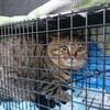 222 ネコの日の捕獲。。。とメタの卒業