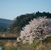 はる。桜を撮る。Z85mmF1.8S