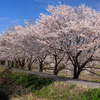 高瀬川の桜並木