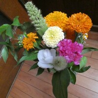 7月のお花が来たよ～　定期便は　マリーゴールド色なのだ☆彡