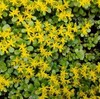 【6月道端の雑草】放任すればするほど！？