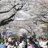 第51回相模原市民桜まつり　満開の桜！(2024/4/6)