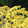 冬の花