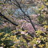 神田川沿いの河津桜です