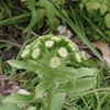 Petasites japonicus　フキ