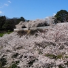 2020年石川門の桜