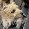 きなこ、ばたばたに付き合わされる