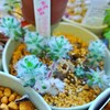 🌵多肉植物　モフモフのウェルデルマニー他🌵