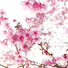 河津桜