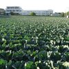 横浜キャベツ、近所散歩