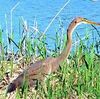 ムラサキサギ飛来　米子・水鳥公園に１３年ぶり