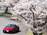 春爛漫、桜追いのドライブ