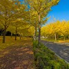 銀杏の秋（２）産業技術総合技術研究所～つくば市とその周辺の風景写真案内（５９４）