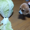 愛犬メリーのお散歩日記・ある時編（７）白菜と比べっこ