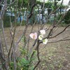 秋に咲くボケの花