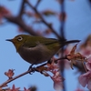 サクラにメジロ