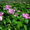 ❁不忍池は蓮の花が満開です😄