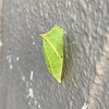 サナギを発見