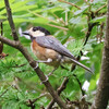 神戸森林植物園。野鳥編。メジロ（幼鳥）、コゲラ（幼鳥）、ヤマガラ（幼鳥）、ヒヨドリ（幼鳥）、ソウシチョウ、キビタキ、ホオジロ、ツバメ、カワラヒワ。