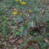 Solidago virgaurea subsp. asiatica　アキノキリンソウ