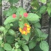 Lantana