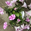 蓼科で買ってきた花たち