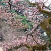 東京大学付属植物園にて早咲きの桜を見つける