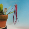 Bulbophyllum treschii