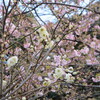 まんぼぅくん、上野公園、五條天神社　その2