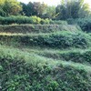 今年最後の草刈りー丸山城跡二の丸斜面編ー