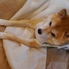 いちころポーズ、だよ