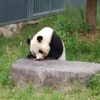 神戸市立王子動物園