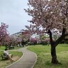 八重桜お花見