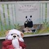 #シャンシャン#花開けパンダの未来#上野動物園