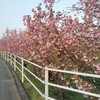 日光川桜づつみ小公園＠稲沢市の周辺はヤエザクラが満開だった