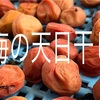 ドキドキの梅の天日干し