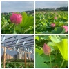 肌寒いくらいです/蓮の花