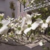 4月の花(1) 桜が散った後